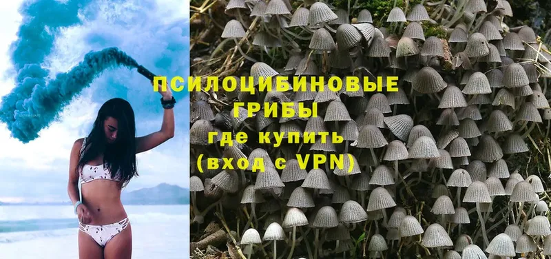 Псилоцибиновые грибы Cubensis Билибино